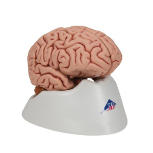 Modelo Anatómico de Cérebro clássico, 5 peças