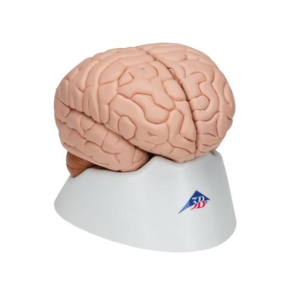 Modelo Anatómico de Cérebro - 8 Partes