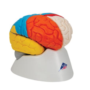 Cérebro neuro-anatómico, 8 partes