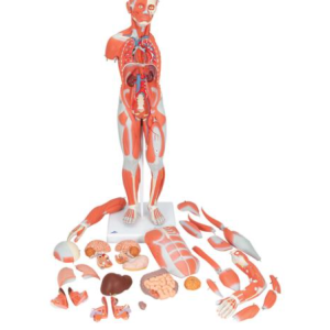 Figura muscular masculina e feminina e órgãos internos - 33 Partes