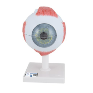Modelo Anatómico de Olho Humano, 5x tamanho real, 6 partes