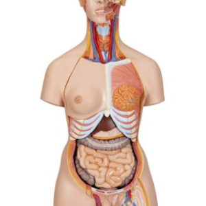 Torso de luxo,masculino+feminino, 28 partes