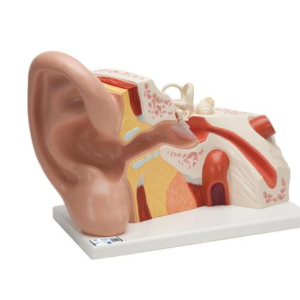 Modelo Anatómico Gigante de Ouvido, 5x Tamanho Natural, 3 Partes