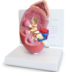 Modelo Anatómico de Rim Normal